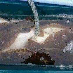 小樽港遊漁船SHAKE 釣果