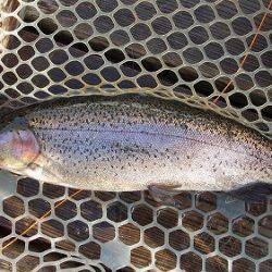 平谷湖フィッシングスポット 釣果