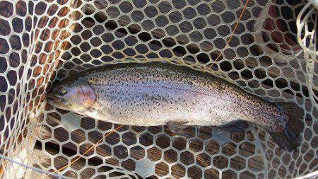 平谷湖フィッシングスポット 釣果