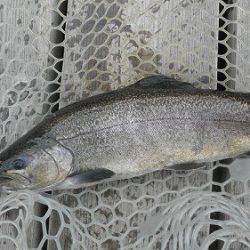 平谷湖フィッシングスポット 釣果