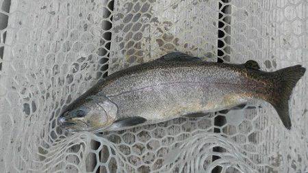 平谷湖フィッシングスポット 釣果