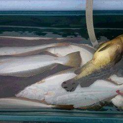 小樽港遊漁船SHAKE 釣果