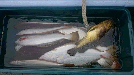 小樽港遊漁船SHAKE 釣果