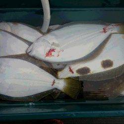 小樽港遊漁船SHAKE 釣果