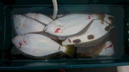 小樽港遊漁船SHAKE 釣果