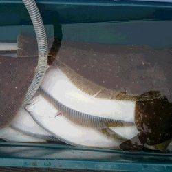 小樽港遊漁船SHAKE 釣果