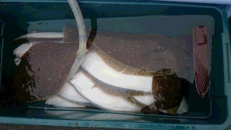 小樽港遊漁船SHAKE 釣果