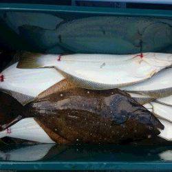 小樽港遊漁船SHAKE 釣果