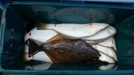 小樽港遊漁船SHAKE 釣果