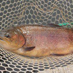 平谷湖フィッシングスポット 釣果