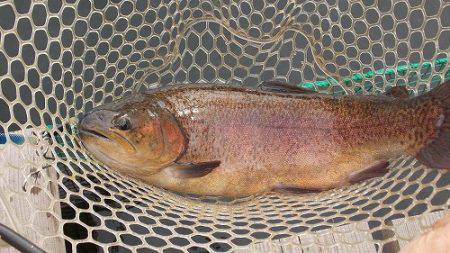 平谷湖フィッシングスポット 釣果