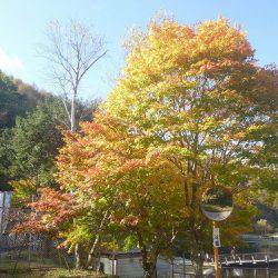 平谷湖フィッシングスポット 釣果