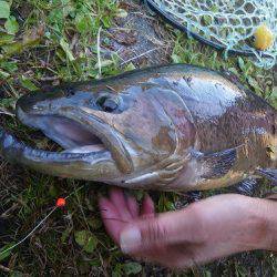 平谷湖フィッシングスポット 釣果