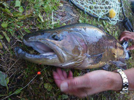 平谷湖フィッシングスポット 釣果