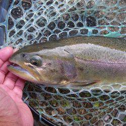 平谷湖フィッシングスポット 釣果