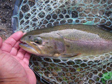 平谷湖フィッシングスポット 釣果