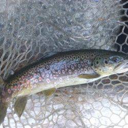 平谷湖フィッシングスポット 釣果