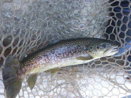 平谷湖フィッシングスポット 釣果