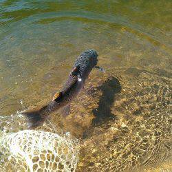 平谷湖フィッシングスポット 釣果