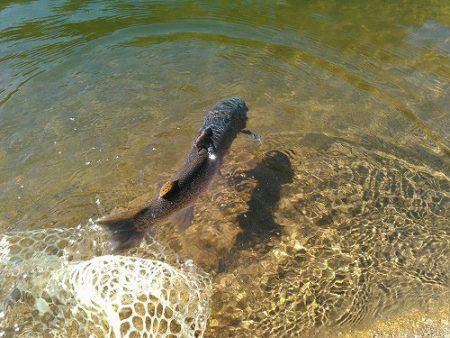 平谷湖フィッシングスポット 釣果