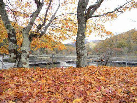 平谷湖フィッシングスポット 釣果