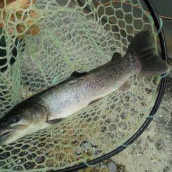 平谷湖フィッシングスポット 釣果