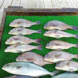 海の釣堀 海恵 釣果