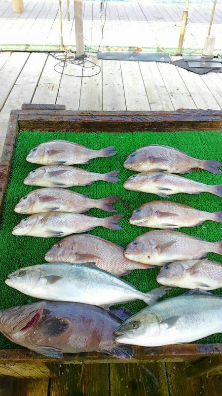 海の釣堀 海恵 釣果