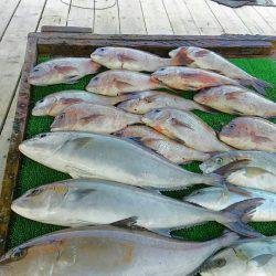 海の釣堀 海恵 釣果