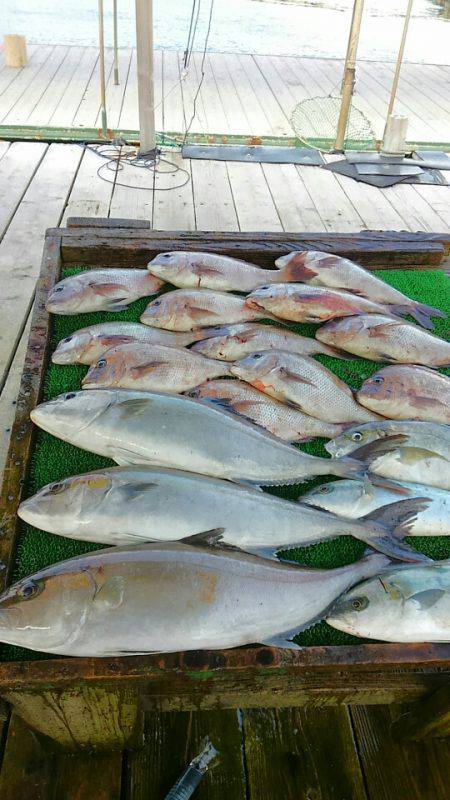 海の釣堀 海恵 釣果