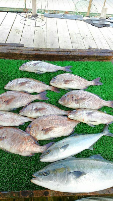 海の釣堀 海恵 釣果