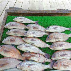 海の釣堀 海恵 釣果