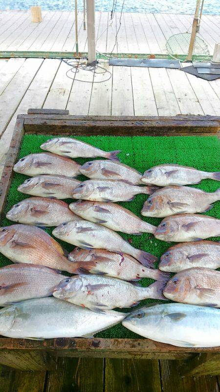 海の釣堀 海恵 釣果