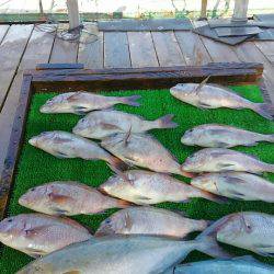 海の釣堀 海恵 釣果
