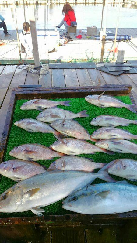 海の釣堀 海恵 釣果