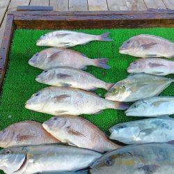 海の釣堀 海恵 釣果