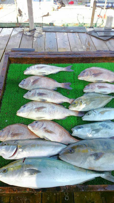 海の釣堀 海恵 釣果