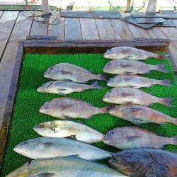海の釣堀 海恵 釣果