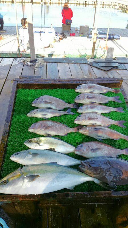海の釣堀 海恵 釣果