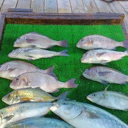 海の釣堀 海恵 釣果