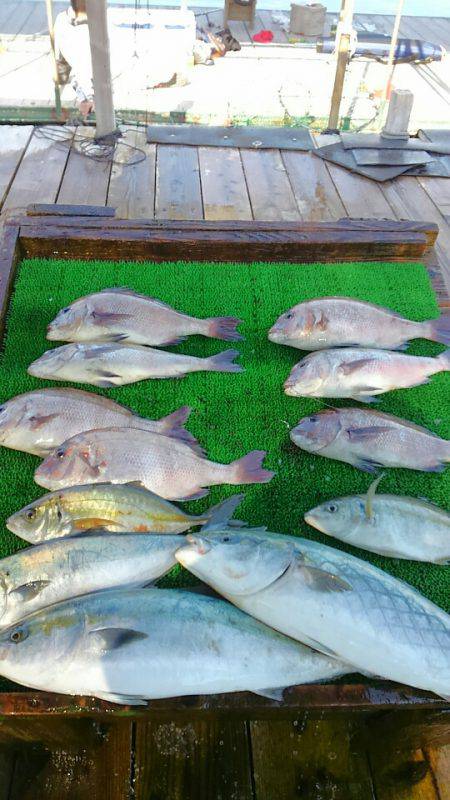 海の釣堀 海恵 釣果