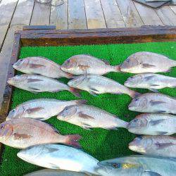 海の釣堀 海恵 釣果