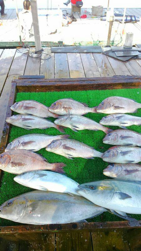 海の釣堀 海恵 釣果