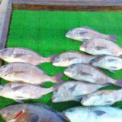 海の釣堀 海恵 釣果