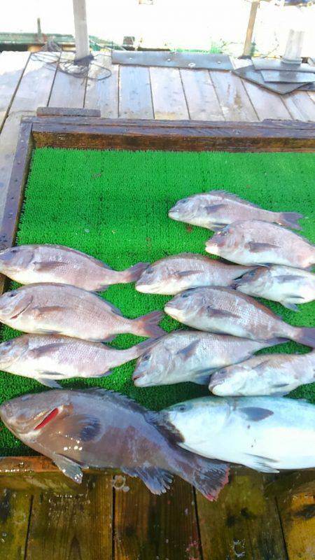 海の釣堀 海恵 釣果