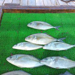 海の釣堀 海恵 釣果