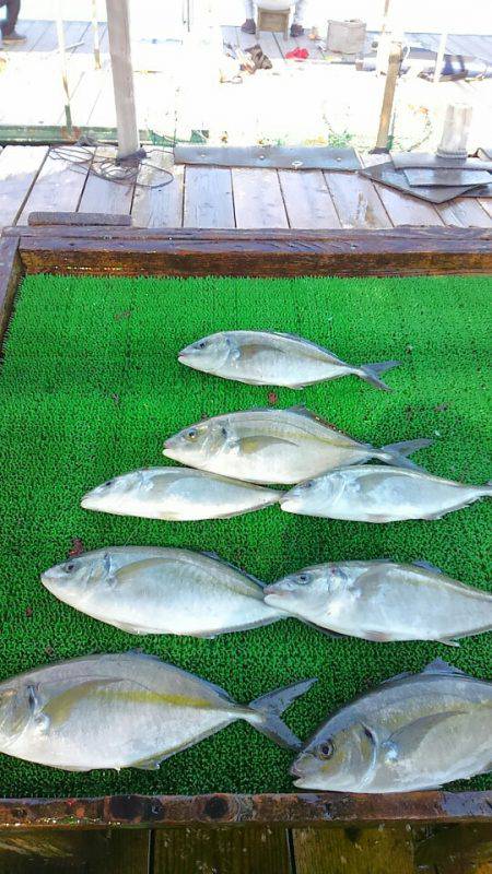 海の釣堀 海恵 釣果