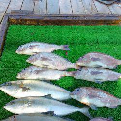 海の釣堀 海恵 釣果