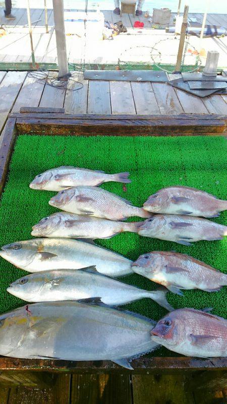 海の釣堀 海恵 釣果