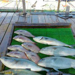 海の釣堀 海恵 釣果